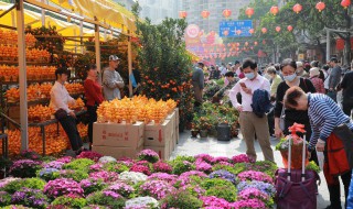 什么花晚上开花（什么花晚上开花白天闭合）