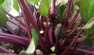 红菜苔含糖量高吗 红菜苔糖分高吗