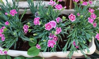 初吻花怎么繁殖 初吻花的养殖方法和注意事项