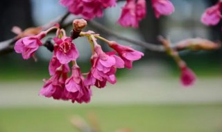 梅花在什么时候凋谢 梅花什么时候盛开什么时候凋谢