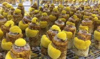 桑黄室内怎么种养 桑黄室内人工种植