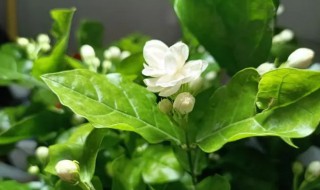 银丝茉莉什么时候开花 银丝茉莉花期