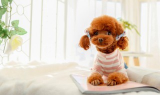 泰迪的毛多长时间修剪一次（泰迪狗多久剪毛一次）