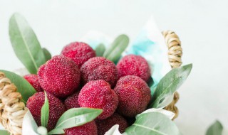 杨梅酒的制作方法比例 杨梅酒的制作比例方法步骤