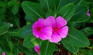 长春花和凤仙花的区别（凤仙花属于春花类）