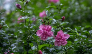 木槿花一般什么季节开花 木槿什么季节开花?