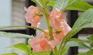 凤仙花花期多长（凤仙花的花期是多长时间）