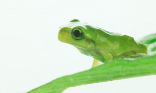 梦见好多青蛙是什么预兆 梦见好多青蛙是怎么回事