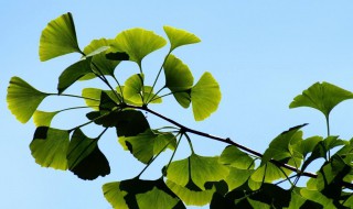 银杏的叶子像什么 银杏的叶子像什么比喻句