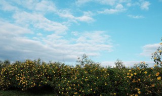 爱护自然的格言警句至少5句 爱护自然的话