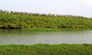 沙家浜芦苇荡里有哪些著名景点（沙家浜芦苇荡里有哪些著名景点图片）