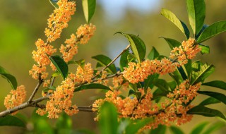 桂花的花蕊是什么颜色的（桂花是什么颜色什么形状）