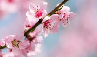 桃花的花蕊长什么样（桃花的花蕊长什么样子）