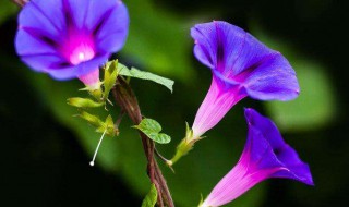 牵牛花为什么有不同的颜色（牵牛花的颜色为什么不一样）