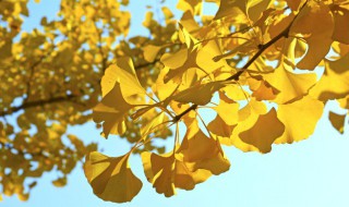 杏树落叶说明生物具有什么特征 杏树叶的特征