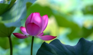 荷花什么时候开放的季节（荷花开放在什么季节）