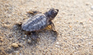 乌龟吃什么食物多久喂一次（巴西乌龟吃什么食物多久喂一次）