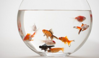 大眼睛金鱼怎么养 大眼睛金鱼怎么养才能活