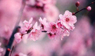 关于夏天梅花的句子（形容冬天梅花的句子唯美）