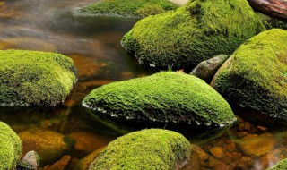 水苔怎么养（水苔怎么养护）