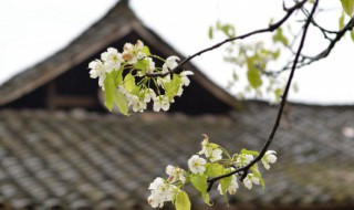 寒食这首诗的意思 寒食这首诗的意思是什么20字