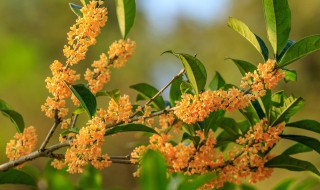 家养盆栽桂花树繁殖方法 盆栽桂花树怎么养殖