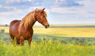 豪贵大堆酬曲彻是指什么生肖