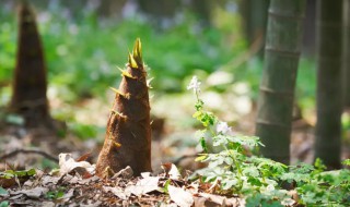 毛竹竹笋能吃吗（毛竹的笋能吃吗）