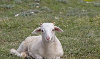 羊腰指的羊的哪个部位 羊白是羊身上的哪个部位