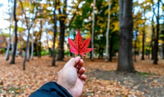 日里三个秋打一成语 一日三秋打一成语