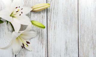 百合花可以送去世的亲人吗（白色百合花送已故亲人）