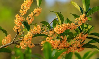 桂花树的修剪方法（桂花树的修剪方法和时期 佛顶珠）