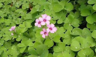 哦香雪文章主旨（哦,香雪文章主旨）