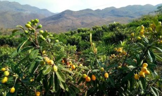 琵琶树能在北方种植结果吗（枇杷树什么时候移栽最好）