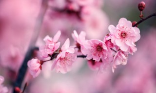 梅花表达了作者怎样的思想感情 《梅花》表达了作者怎样的思想感情