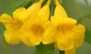 黄钟花的养殖方法和注意事项（金钟花的养殖方法和注意事项）