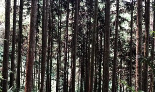 杉树种植几年可以收成 杉树多少年可以成材
