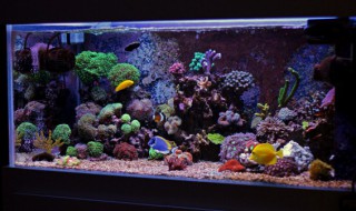 鱼缸过滤水声大怎么办（鱼缸上滤水声大怎么办）