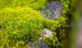 苔藓会开花吗（苔藓开花吗为什么）