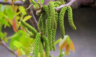 核桃树核桃花可以吃吗 核桃花可不可以吃