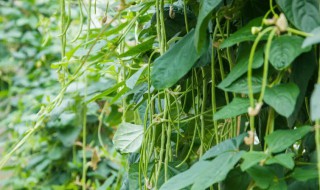 清明节可以种什么蔬菜 清明节可以种哪些蔬菜