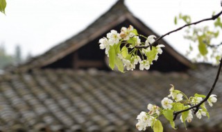 清明节是什么节日（清明节是什么节日有什么风俗）