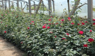 一年四季开花的花草有哪些品种（一年四季都开的花有哪些品种）