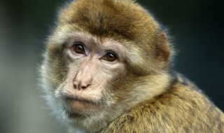 朝三暮四是什么生肖(朝三暮四是什么生肖?)