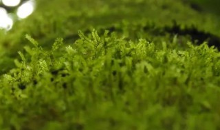 苔藓是植物吗（苔藓是藓类植物吗）