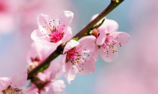 桃花的叶子怎么描写 桃花的叶子怎么描写,(要与比喻句