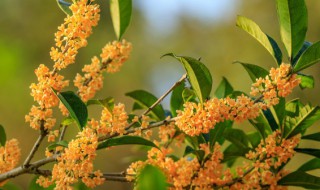 桂花叶子干枯怎么急救 桂花叶枯萎怎样救活