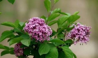 丁香花叶子发黄怎么办 盆栽丁香花黄叶怎么办