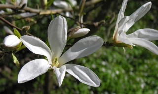 玉兰花盆栽怎么养（怎样盆栽玉兰花）