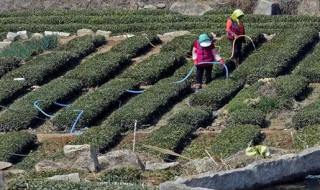 茶树采摘后怎么管理 茶叶采摘后怎么处理